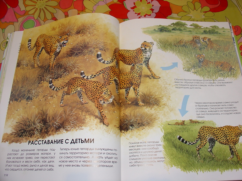 Мир животных, энциклопедия.