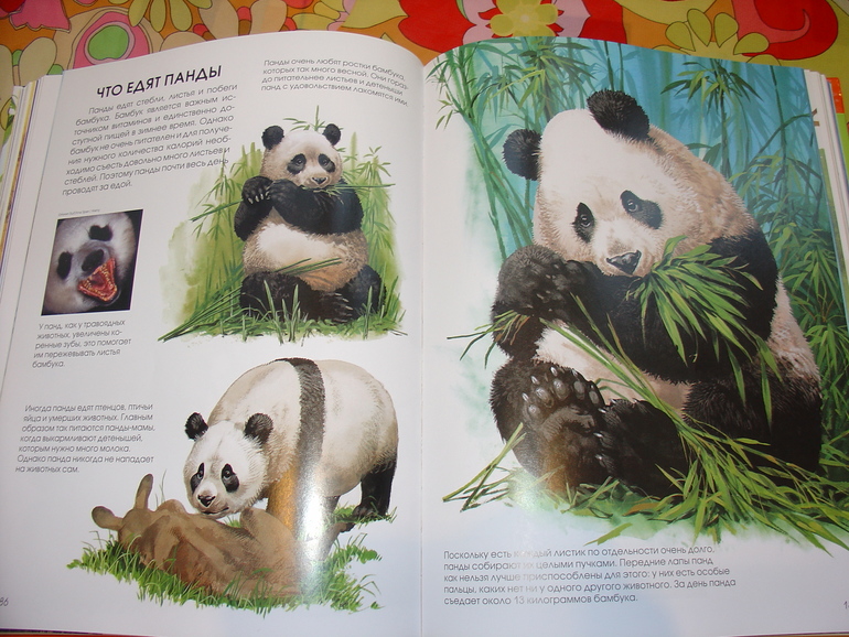 Мир животных, энциклопедия.