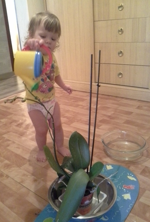 Игры с водой или Курс молодой хозяюшки