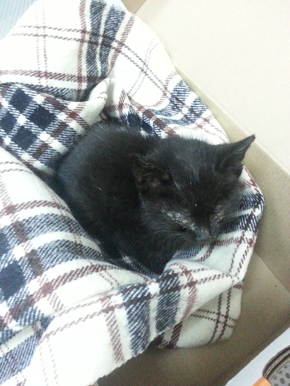 возьмите котенка.!!