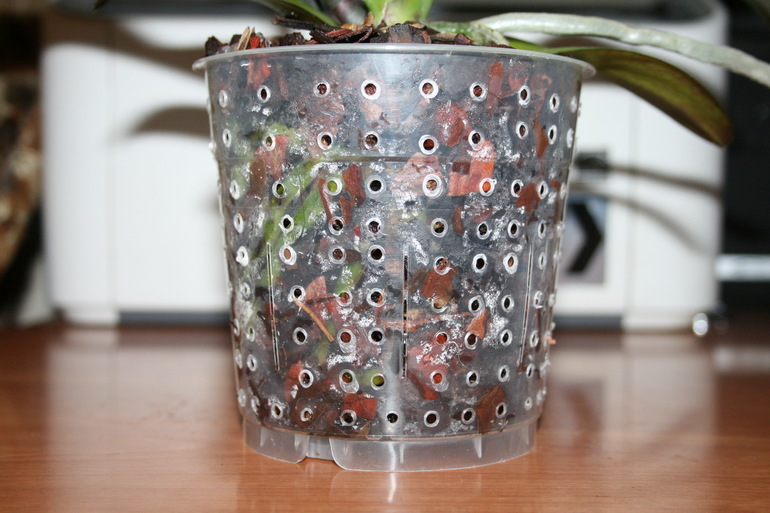 Пополнение в семе. Новая орхидейка. SOS.