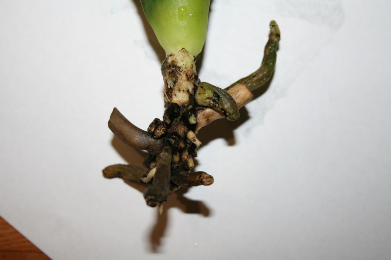 Девочки, теперь вообще худо. SOS! Орхидея.