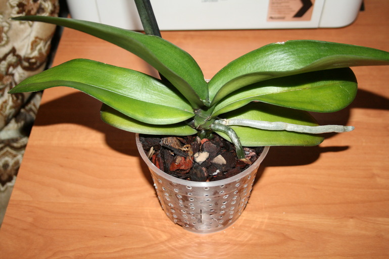 Пополнение в семе. Новая орхидейка. SOS.