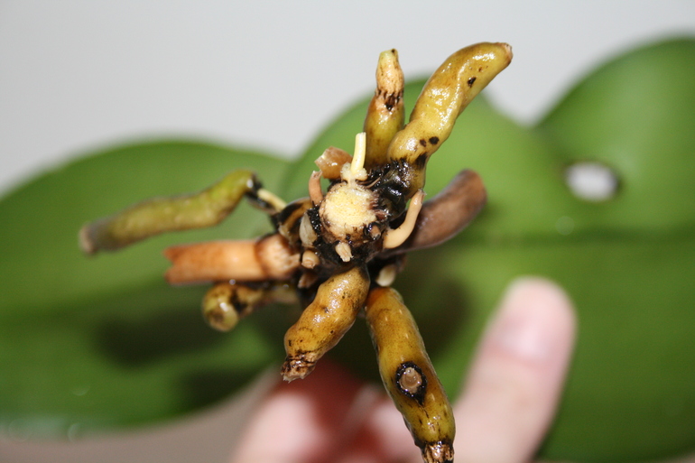 Девочки, беда с орхидеей!!!!