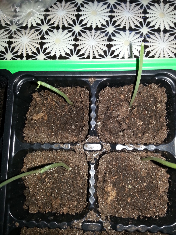 Кошка цветоед