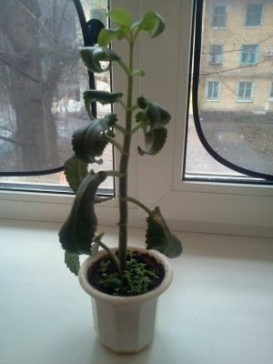 Пересадка растений. Помогите разобраться