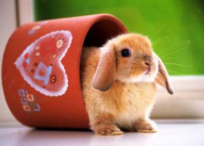 ОТКРЫТИЕ КОНТАКТНОГО ЗООПАРКА! КОНФЕТКА