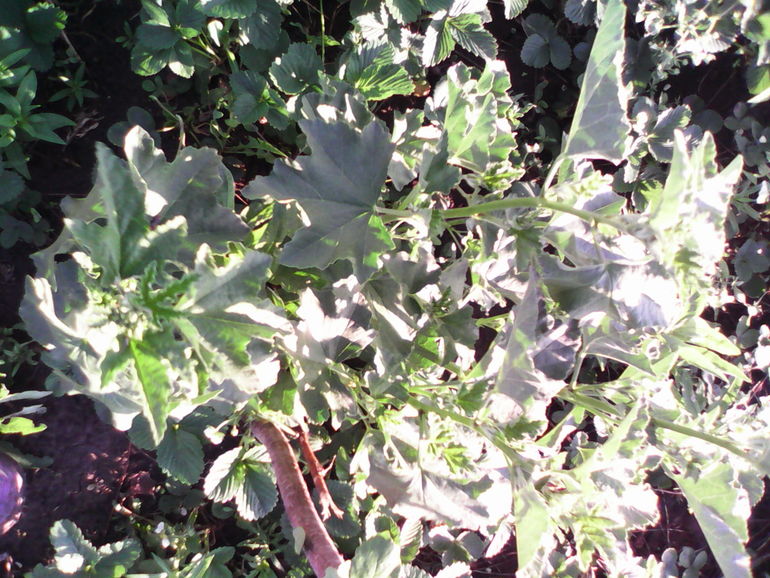 что за живность?