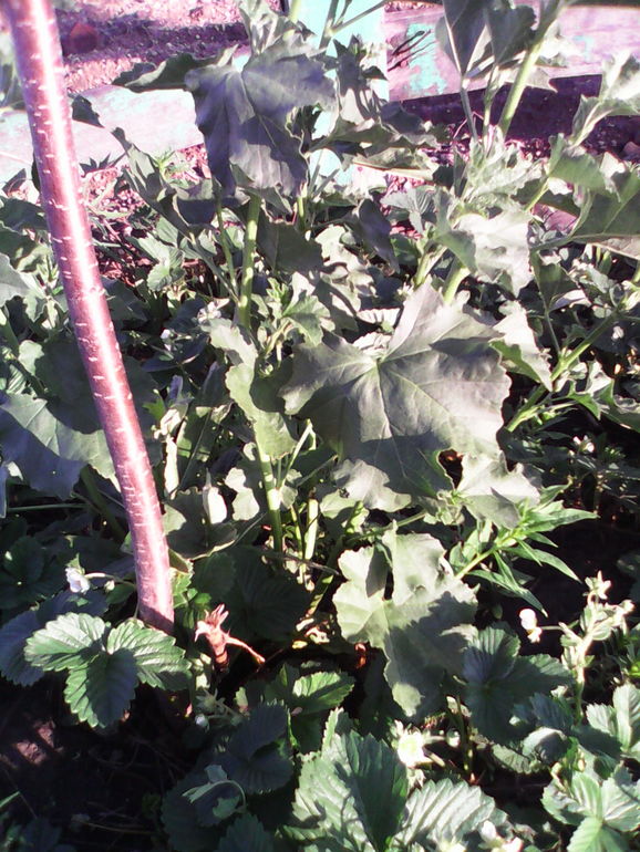 что за живность?