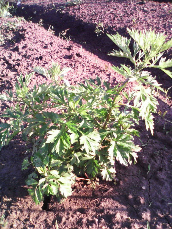 что за живность?