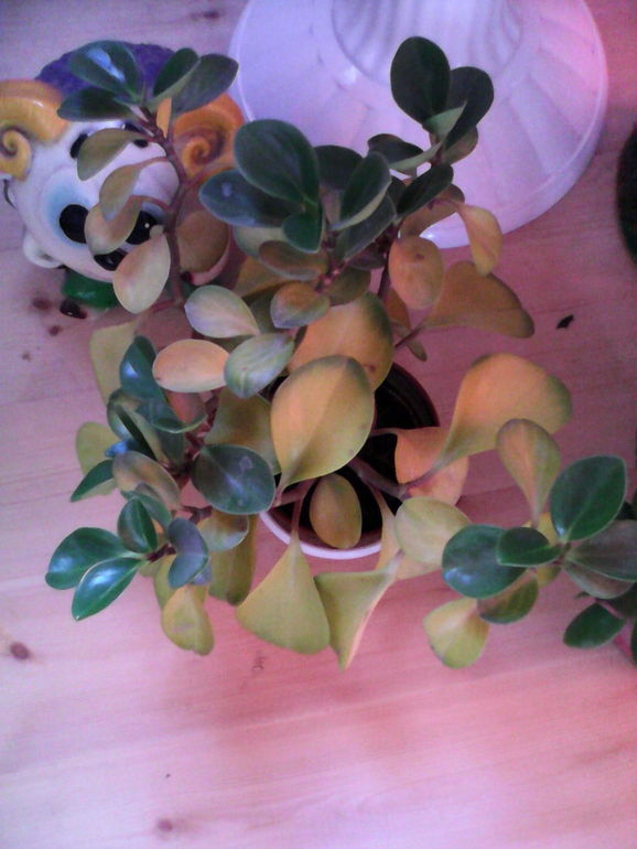 Что за цветок?