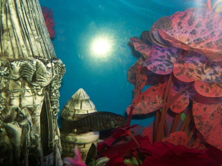 Помогите пожалуйста определить какие у нас рыбки живут?