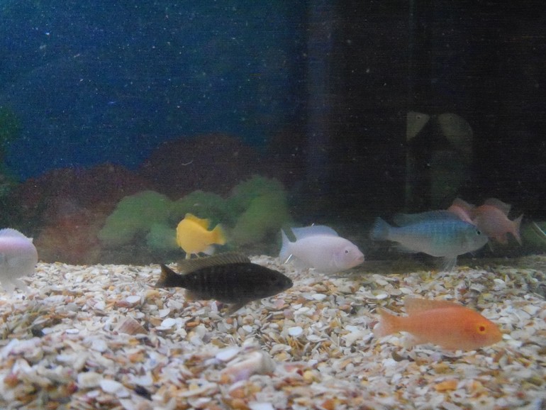 Помогите пожалуйста определить какие у нас рыбки живут?