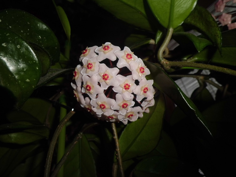 Хойя зацвела!!! Продаю взрослые растения .