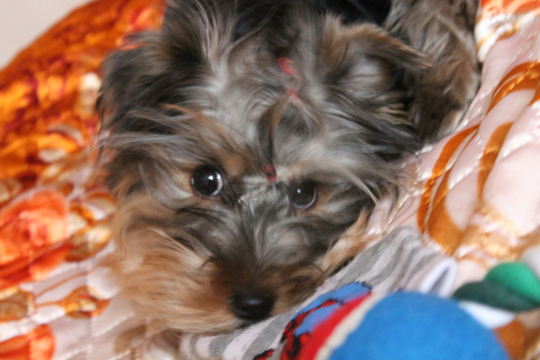 Привет от Зефирки