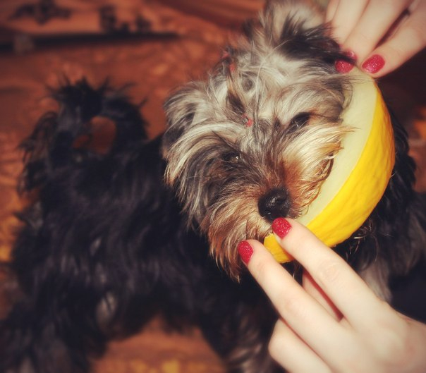 Вот так мы пробовали Дыню)