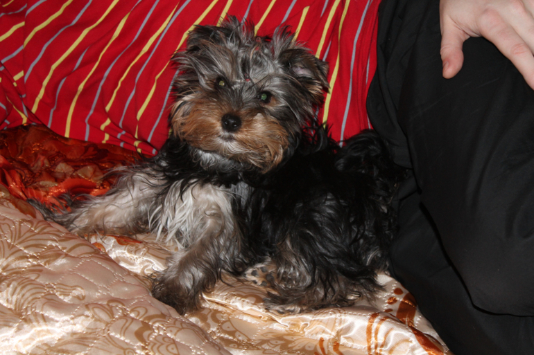 Привет от Зефирки