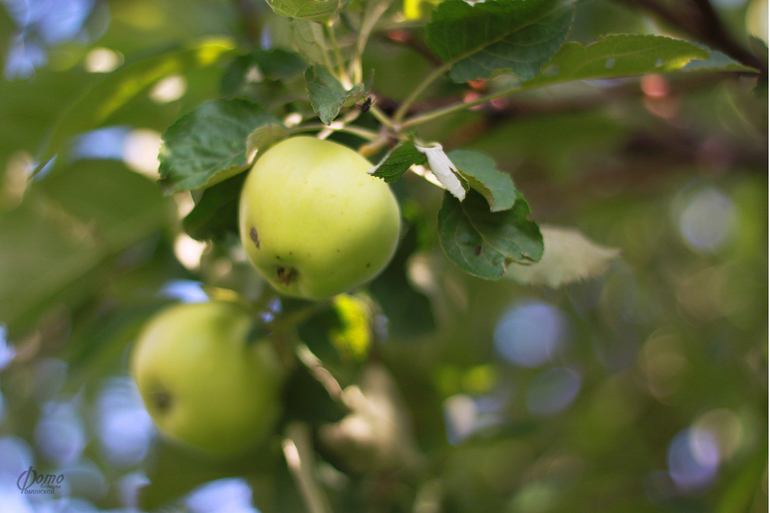 Ягодно-фруктовое