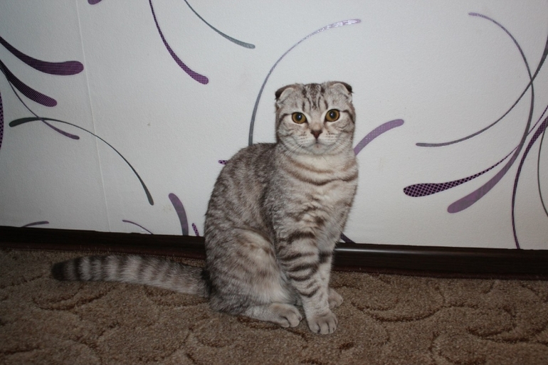 обидно стало за мой кошачий шерпотреб( и какой вид стерилизации лучше?