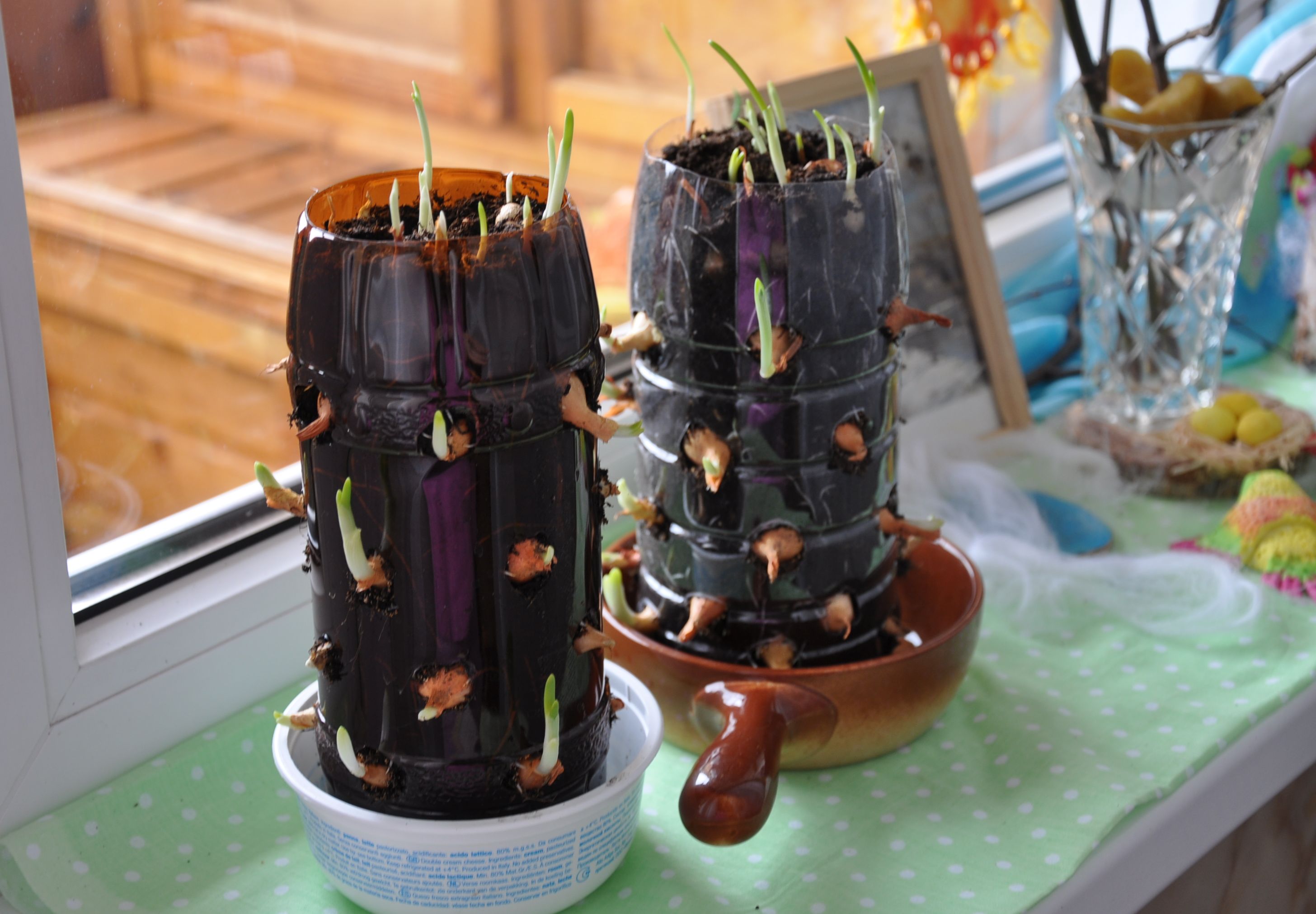 Весна на подоконнике-4