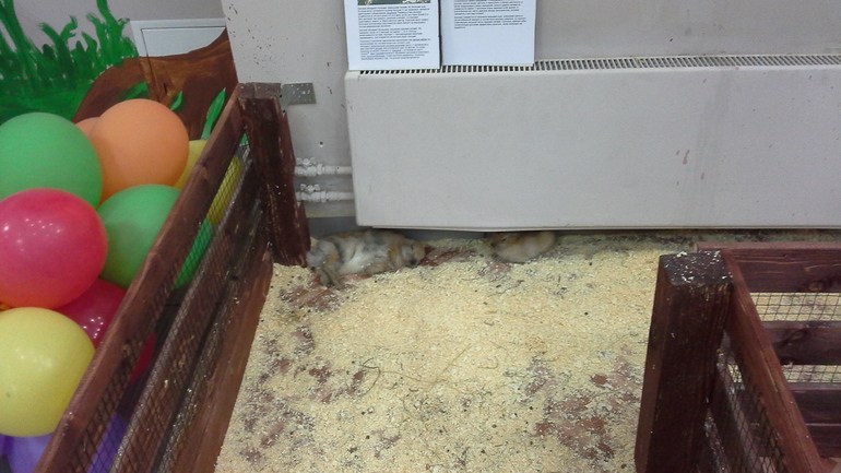 Про Любин ДР