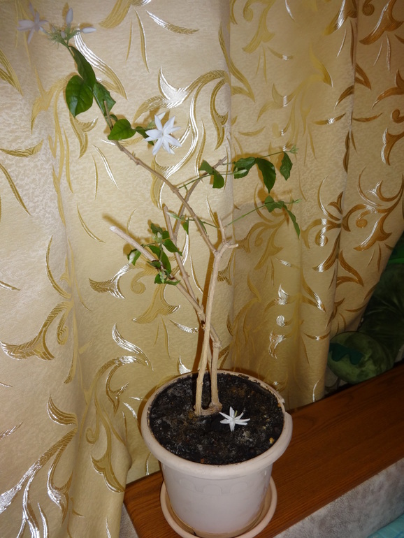 Новая жизнь в Новой квартире с Новыми цветами!!