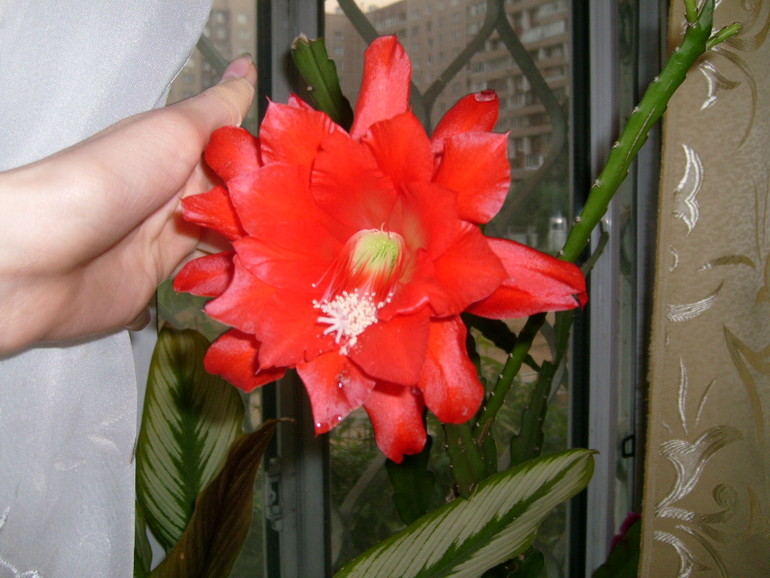 Новая жизнь в Новой квартире с Новыми цветами!!