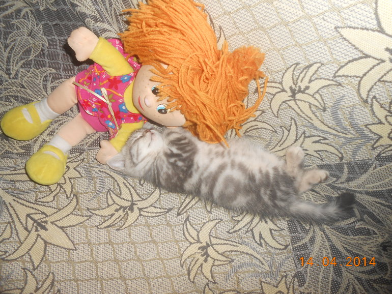 Наш новый домашний любимец))) Помогите выбрать имя котенку)))