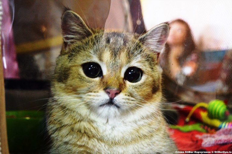 Выставка кошек