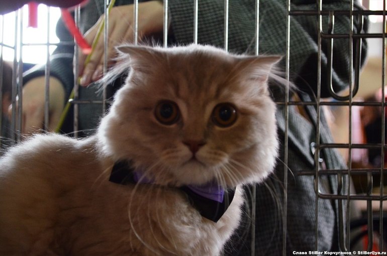 Выставка кошек