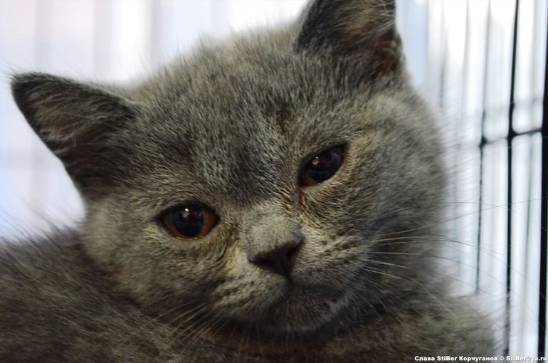 Выставка кошек