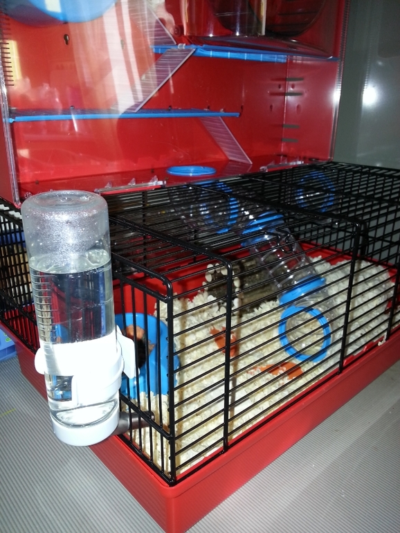 Большая клетка для Вашего хомячка