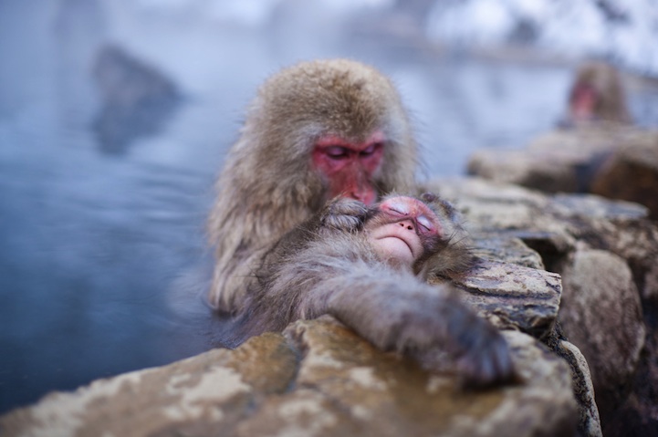 Обезьяний SPA
