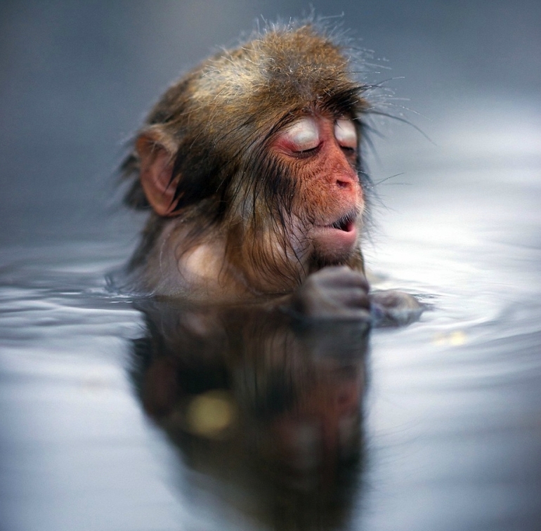 Обезьяний SPA