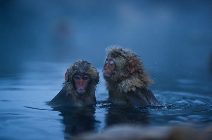 Обезьяний SPA