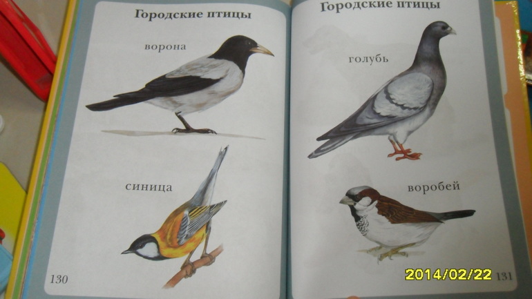 Птицы день2