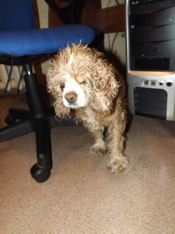 Помогите советом!Найдена собака!