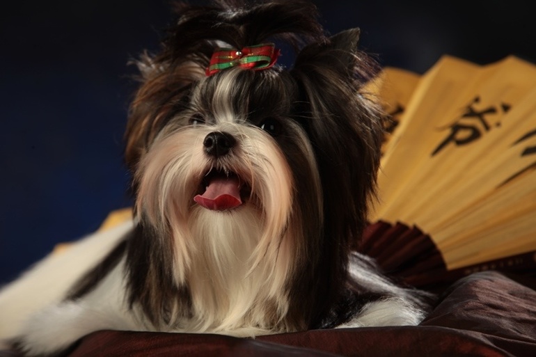 Ищу друга Купила