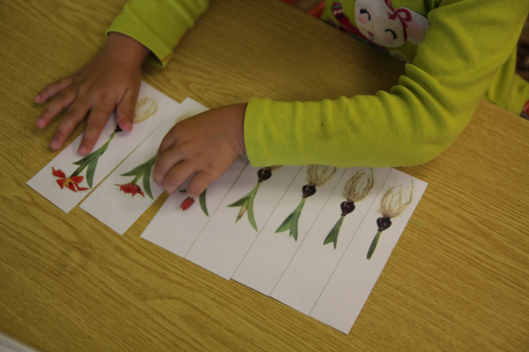 Тематические занятия ЦВЕТЫ, часть 1, вводная)))