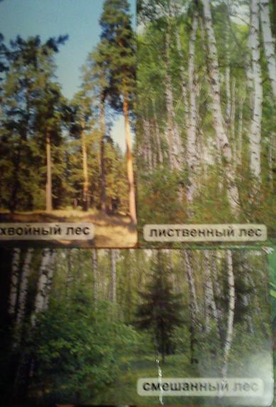 Наш первый на ББ ТД Деревья