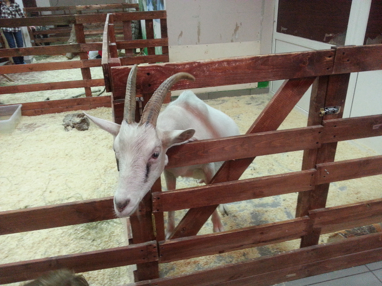 контактный зоопарк