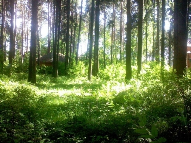 Продажа элитных участков в Репино В поселке Репино на продажу выставлено более 10 земельных объектов.