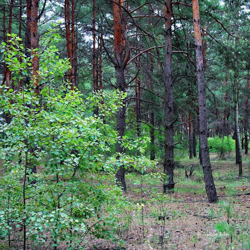 Курортный район СПб, Зеленогорск, ул. Танкистов Площадь: 17.5 соток Цена: 14.9 млн. руб.