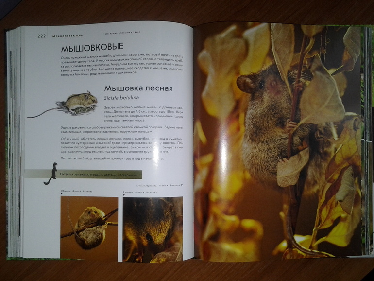 Дикие животные от Эксмо.