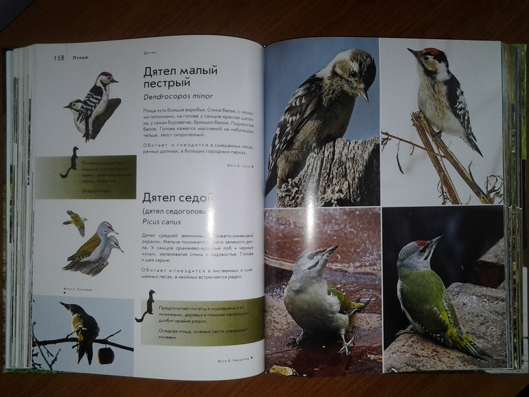 Дикие животные от Эксмо.