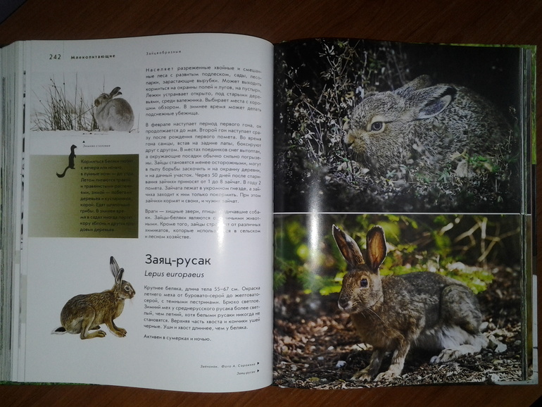 Дикие животные от Эксмо.