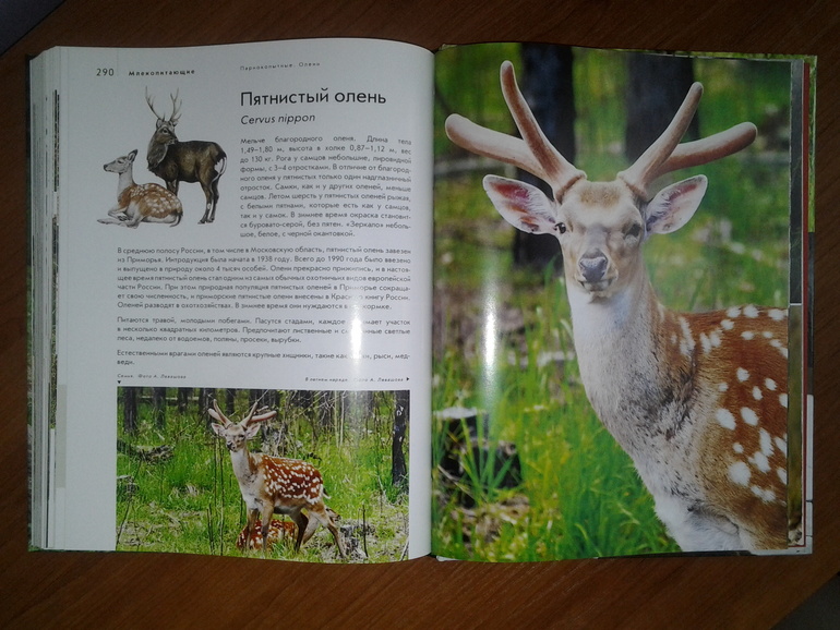 Дикие животные от Эксмо.