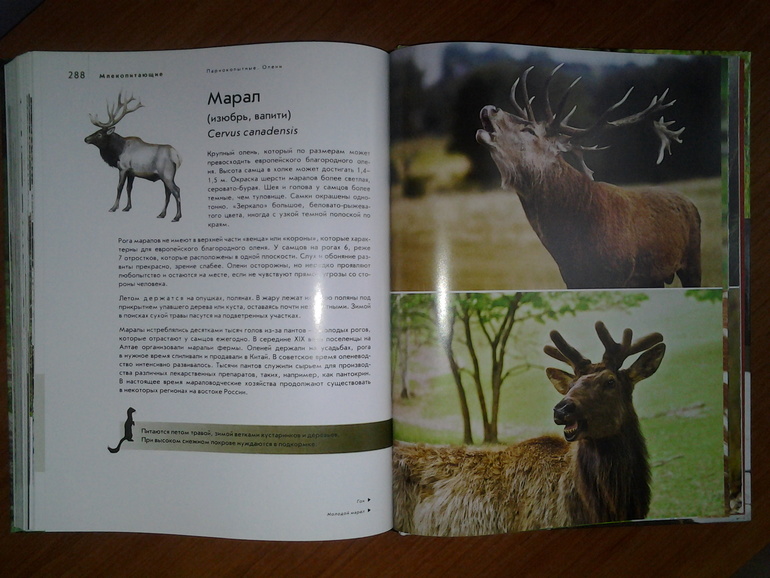 Дикие животные от Эксмо.