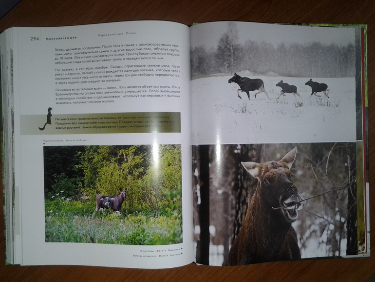 Дикие животные от Эксмо.