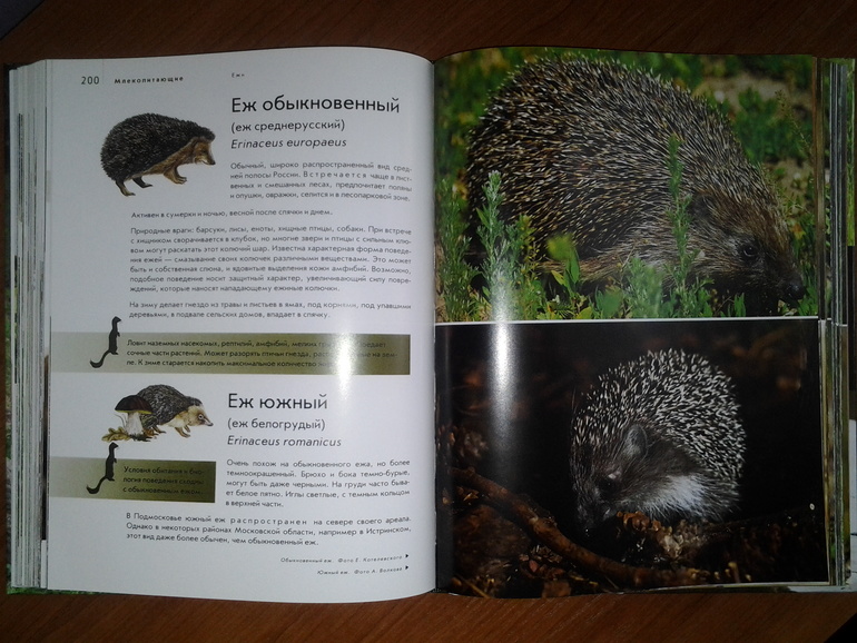 Дикие животные от Эксмо.